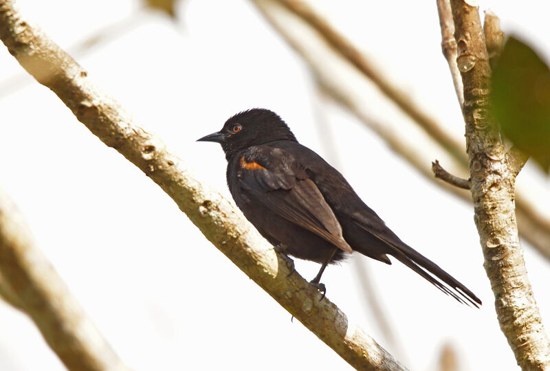 Oriole à épaulettes