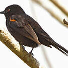 Oriole à épaulettes