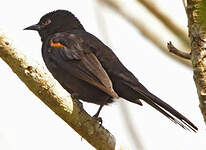 Oriole à épaulettes