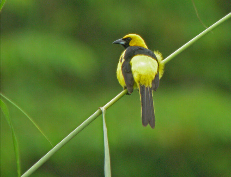 Yellow-tailed Oriole