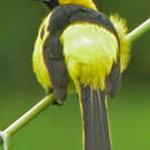 Oriole à queue jaune