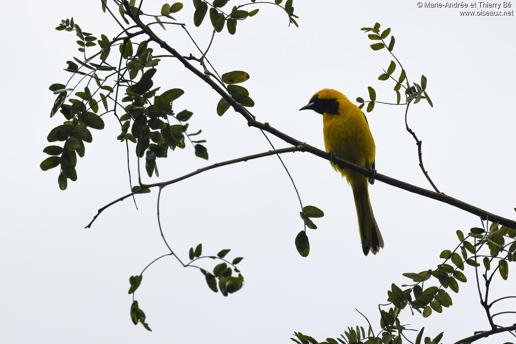 Yellow-tailed Oriole