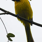 Oriole à queue jaune