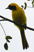 Yellow-tailed Oriole