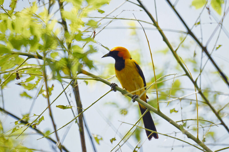 Oriole à tête d'or