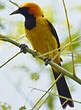 Oriole à tête d'or