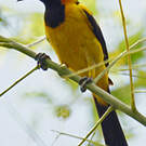 Oriole à tête d'or