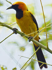 Oriole à tête d'or