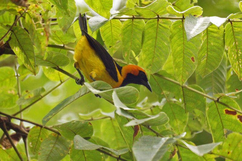 Oriole à tête d'or