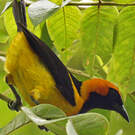 Oriole à tête d'or