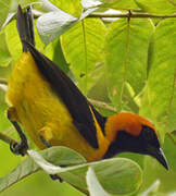 Oriole à tête d'or