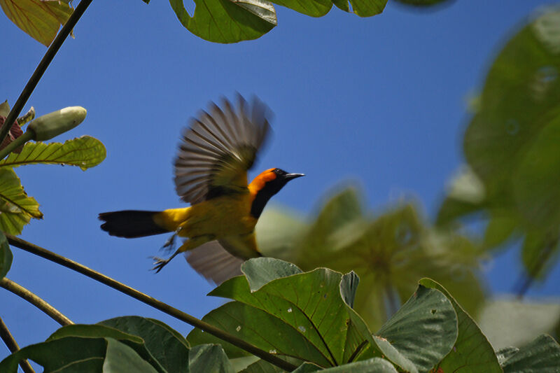 Orange-crowned Oriole