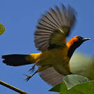 Oriole à tête d'or
