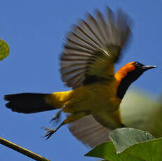 Oriole à tête d'or