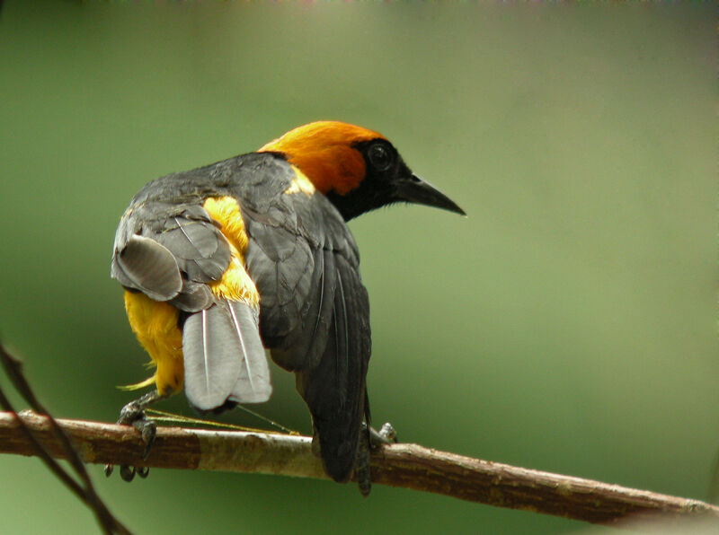 Oriole à tête d'or