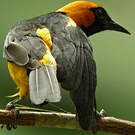 Oriole à tête d'or