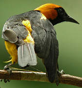 Orange-crowned Oriole