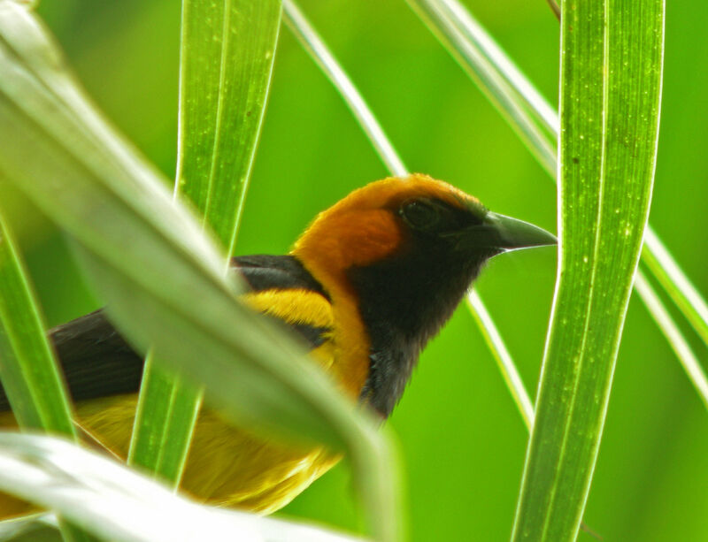 Oriole à tête d'or