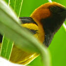 Oriole à tête d'or