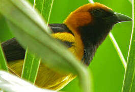 Orange-crowned Oriole