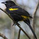 Oriole de Cuba