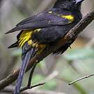 Oriole de Cuba