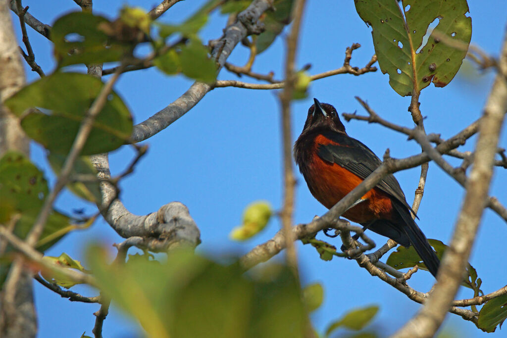 Oriole de la Martinique