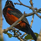 Oriole de la Martinique
