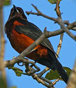 Martinique Oriole