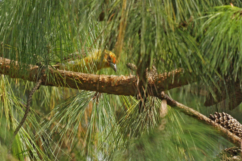 Oriole du Nord