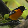 Oriole du Nord