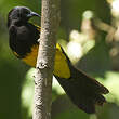 Oriole monacal
