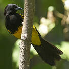 Oriole monacal