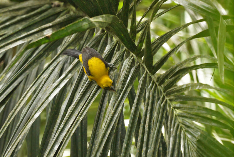 Yellow-backed Oriole