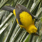 Oriole noir et or