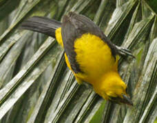 Yellow-backed Oriole