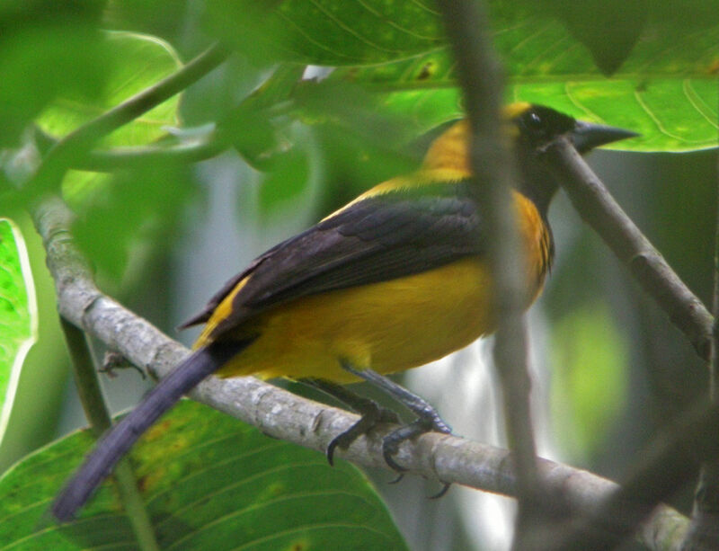 Yellow-backed Oriole