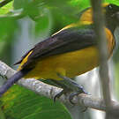 Oriole noir et or