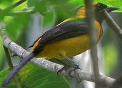 Yellow-backed Oriole