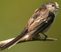 Long-tailed Tit