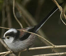 Long-tailed Tit