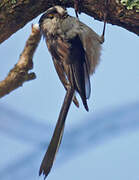 Long-tailed Tit