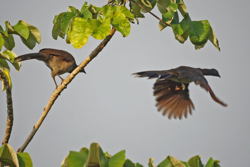 Grey-headed Chachalaca