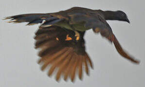 Grey-headed Chachalaca