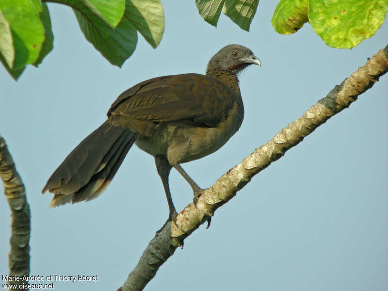 Grey-headed Chachalaca