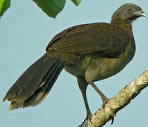 Grey-headed Chachalaca