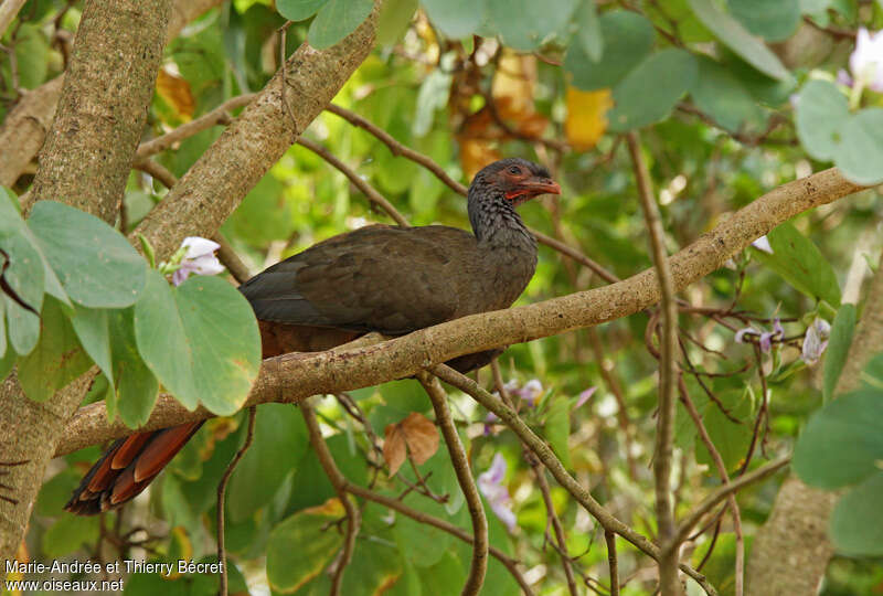 Ortalide du chacoadulte, identification