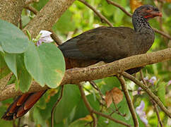 Chaco Chachalaca