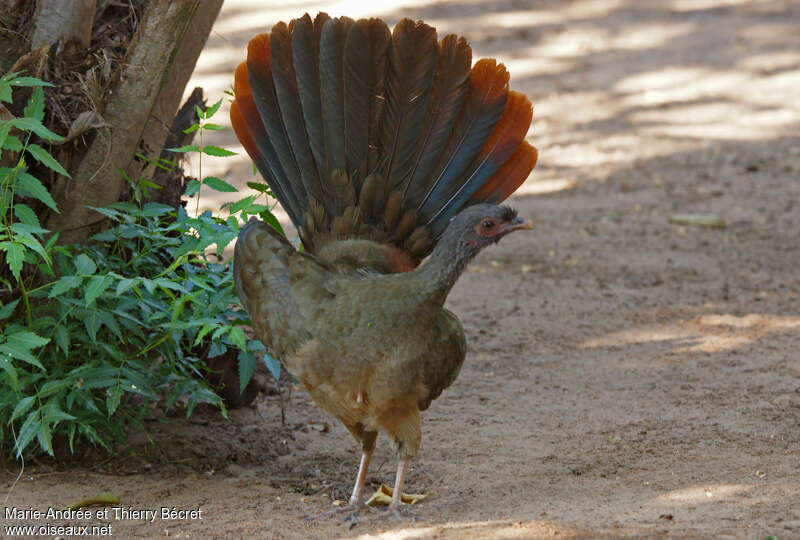 Chaco Chachalacaadult, aspect, courting display