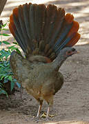 Chaco Chachalaca